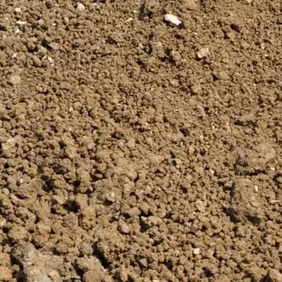 زمین طلاییه
