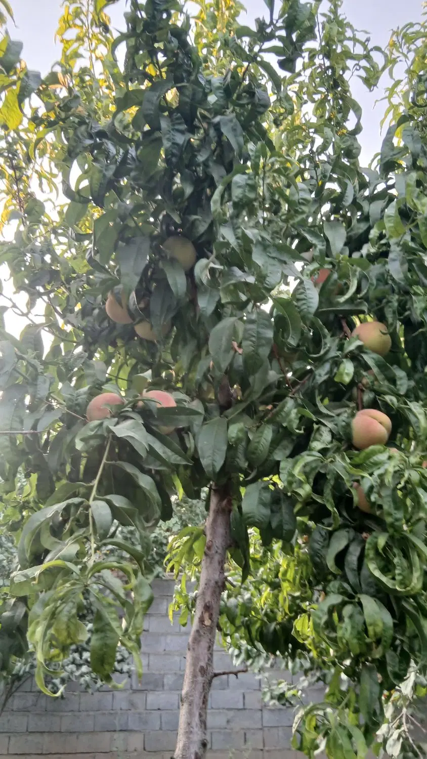 باغ ویلا1800متری