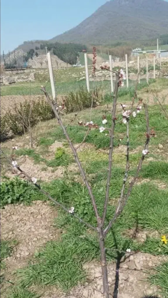 ۴۷۰ متر زمین فروشی نوده خاندوز قیمت مناسب