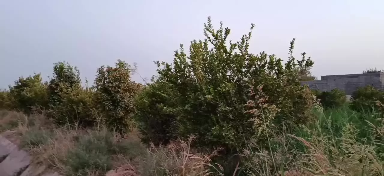 دزفول باغچه 650 متری شهرک پیروزی