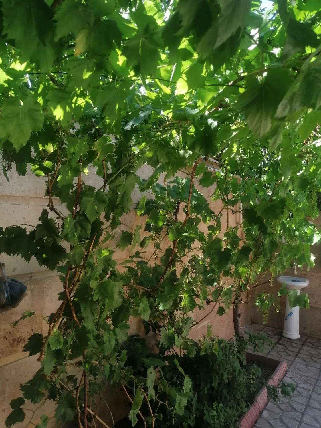 باغ ویلایی در کمانج علیا