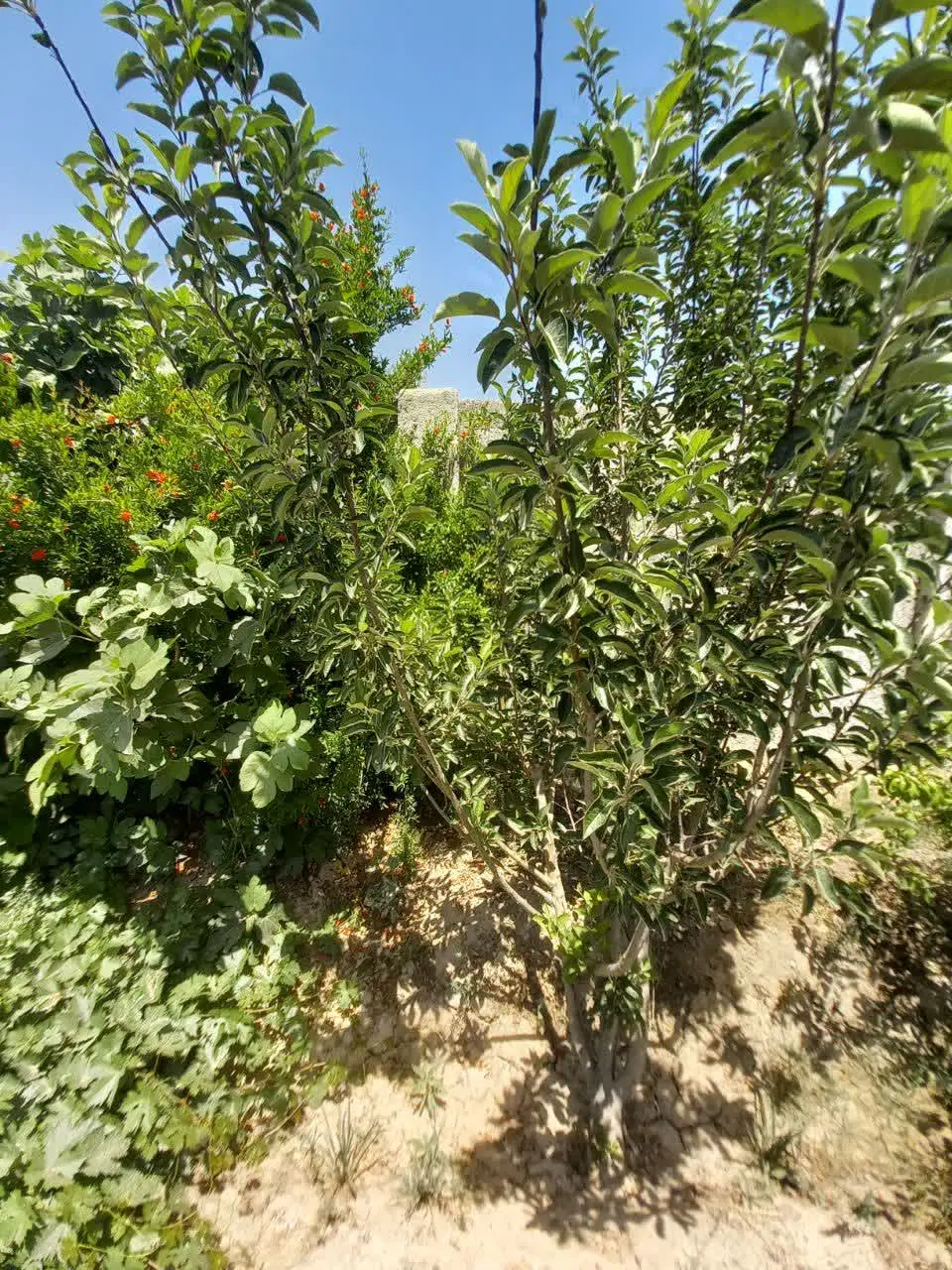 فروش باغ