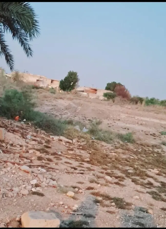 زمین در کوی نخل