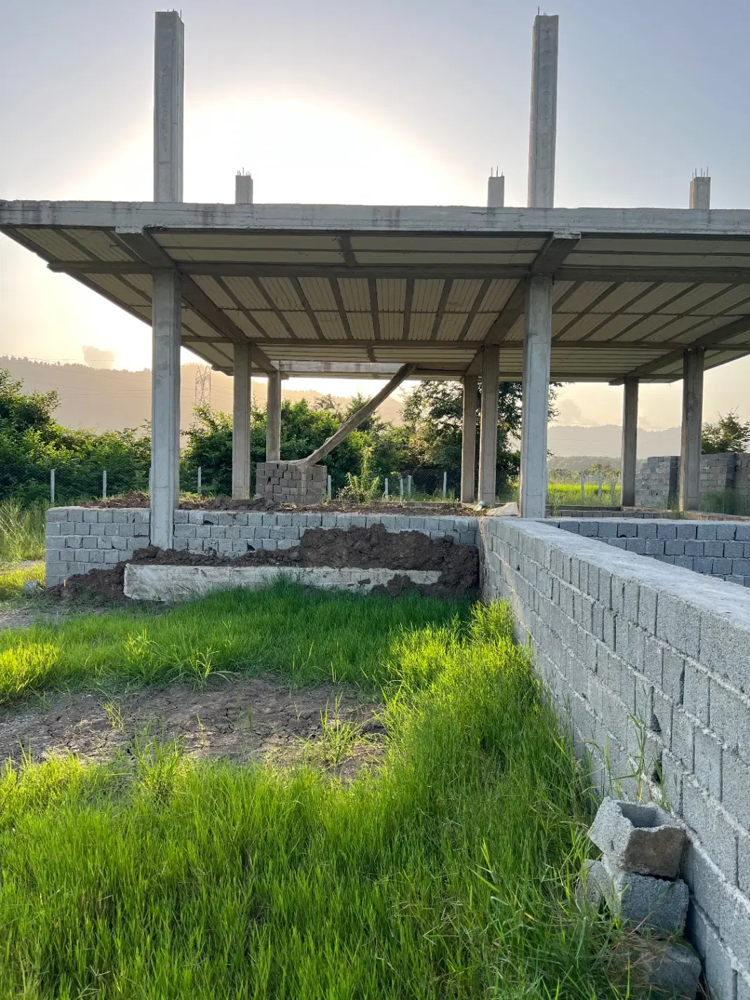 باغ کیوی نیمه آماده