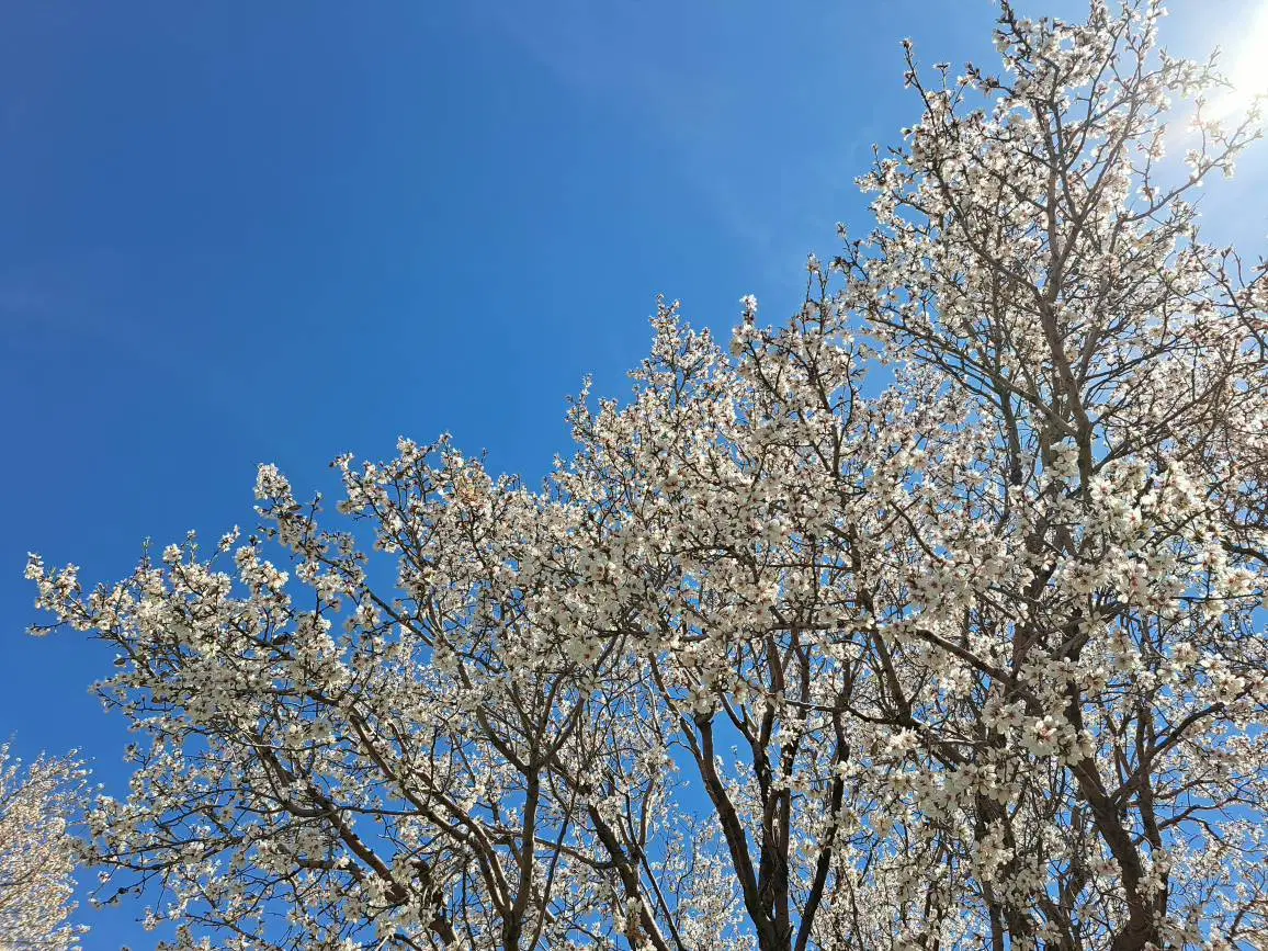 باغ انگور واقع در ابتدای روستای نیاق