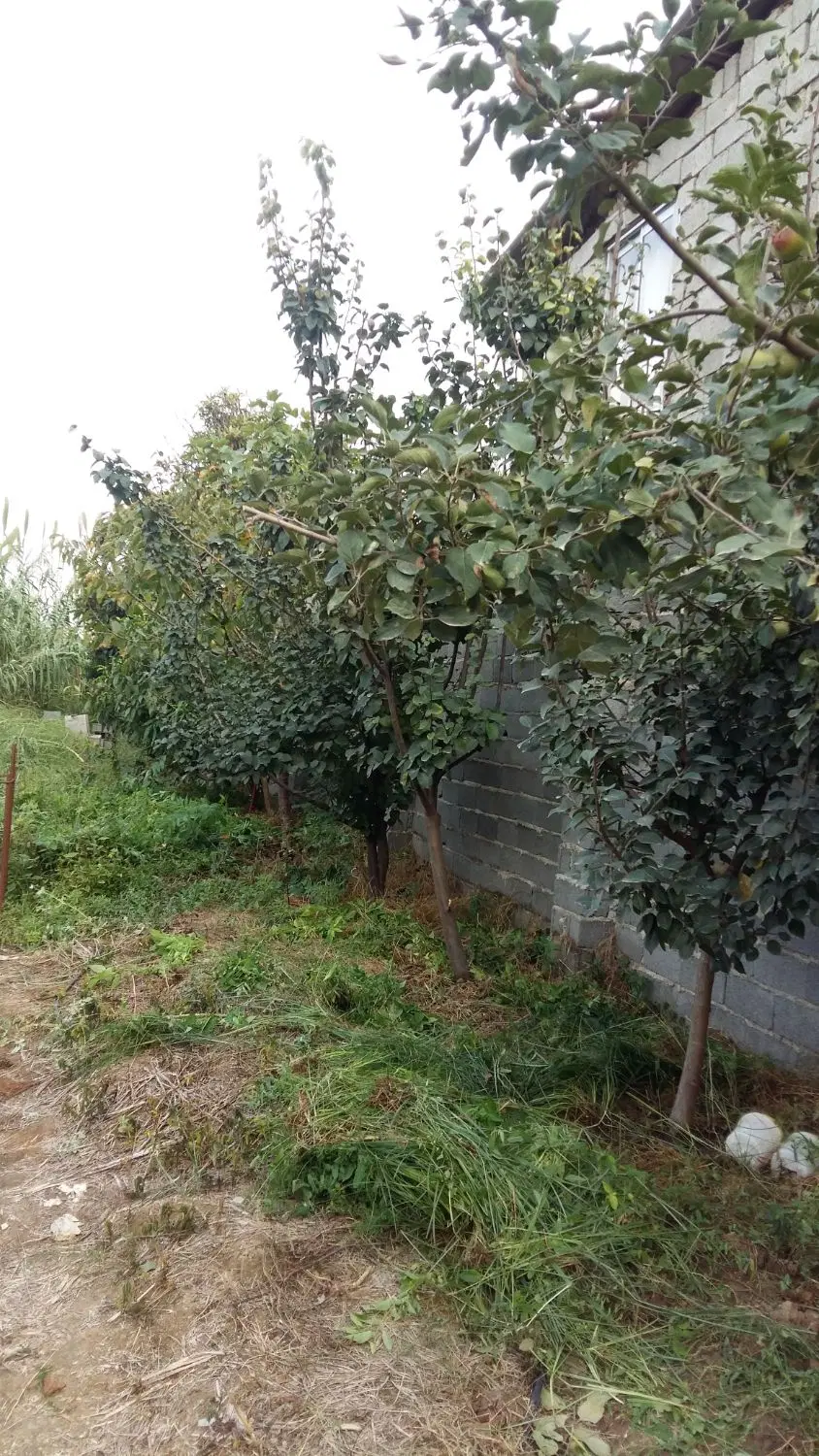 ۵۴۳مترزمین مسکونی ساری شهر اکند احمدی۱