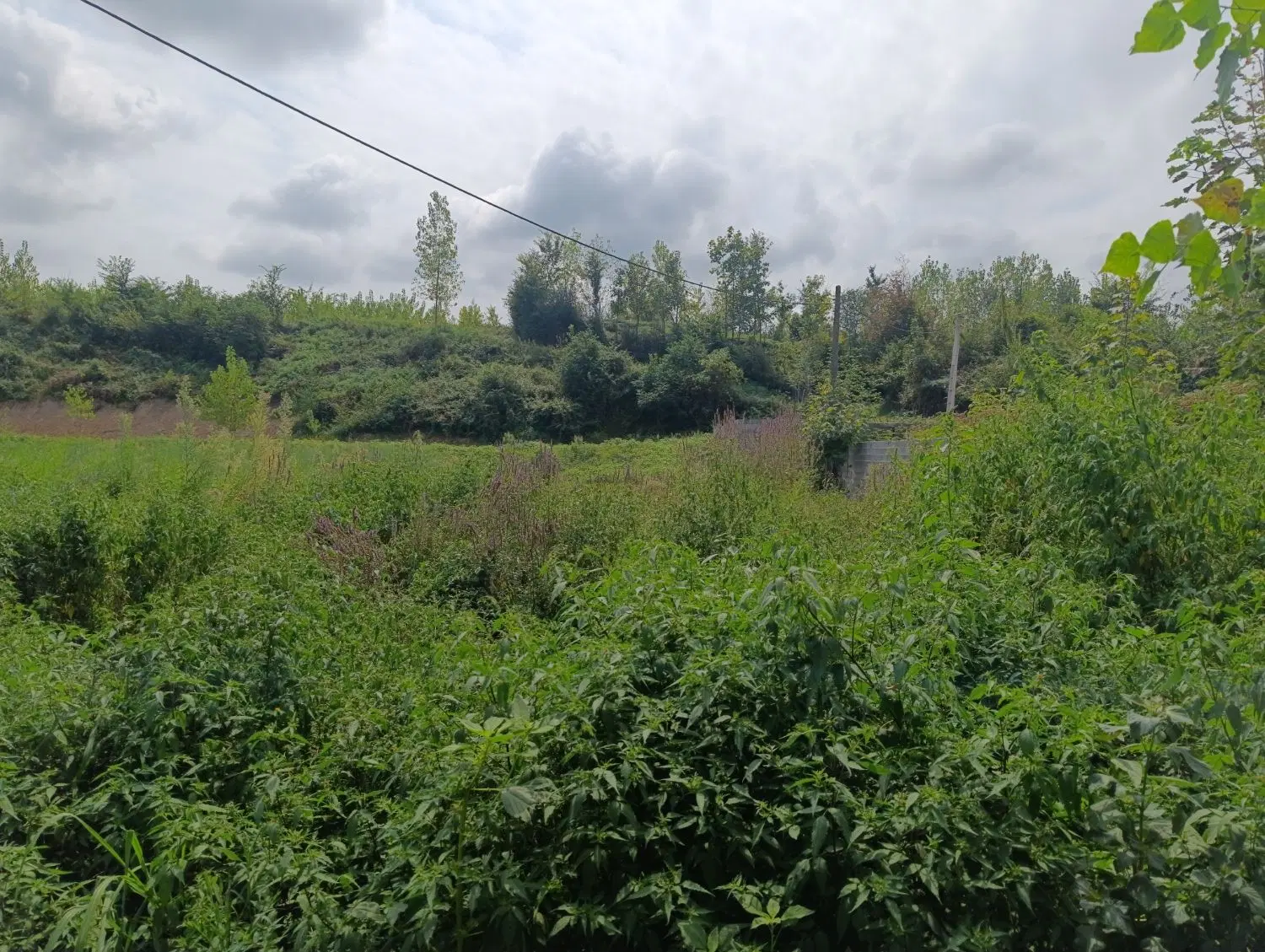 فروش۳۶۰متر زمین باغی ویودار کنار رودخونه