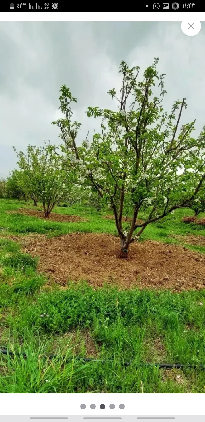یک قطعه باغ
