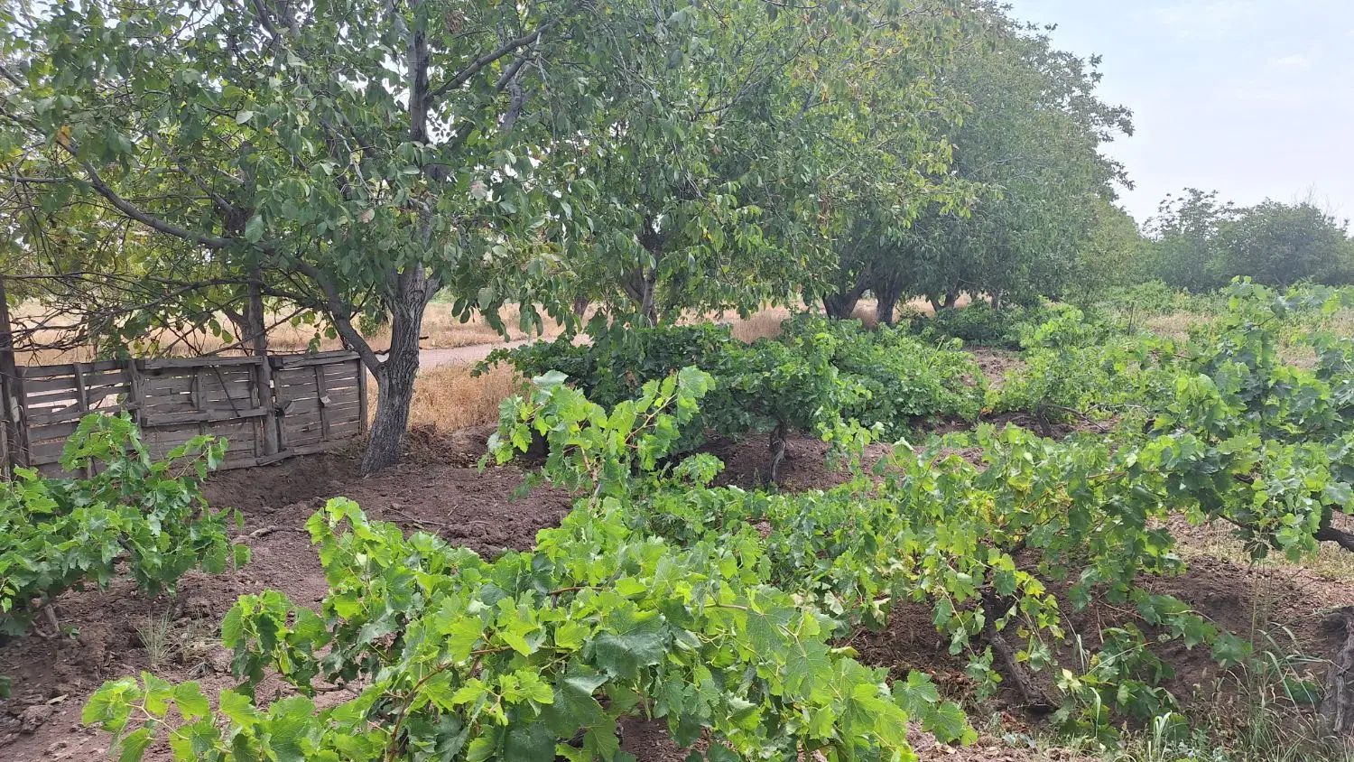 فروش باغ در اقبالیه
