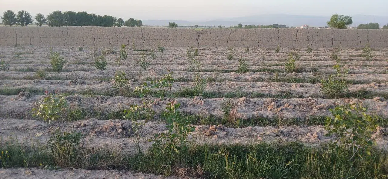 فروش۳۰۰مترزمین دارای دیوارودرخت پسته