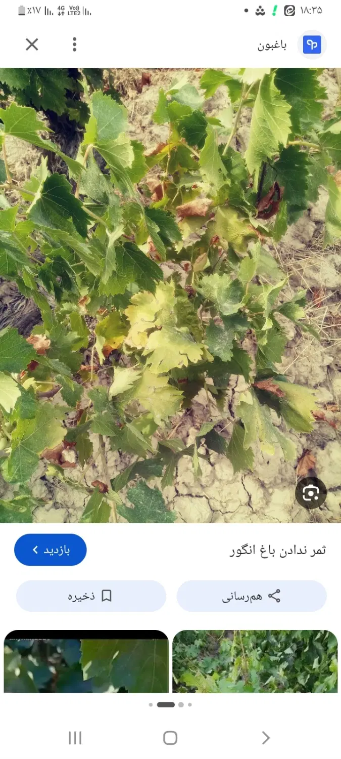 باغچه ۶۰۰ متر مربع جاده شورکند روستای کاکلر