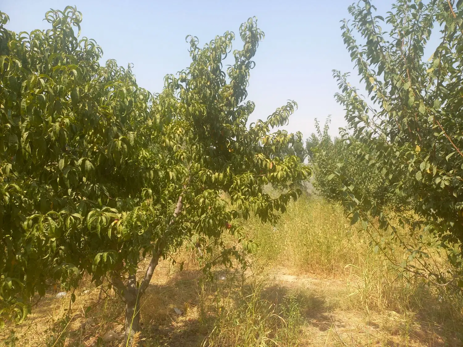 باغچه چهار دیواری سند دار