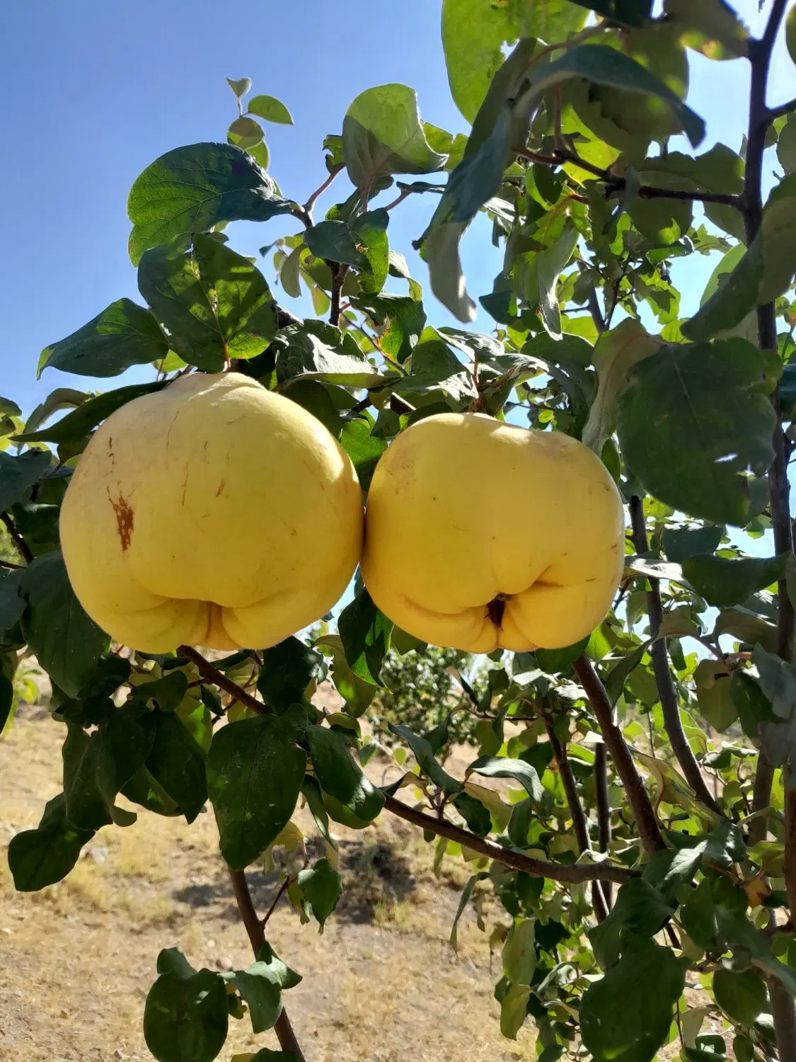 فروش باغ و زمین ویلایی