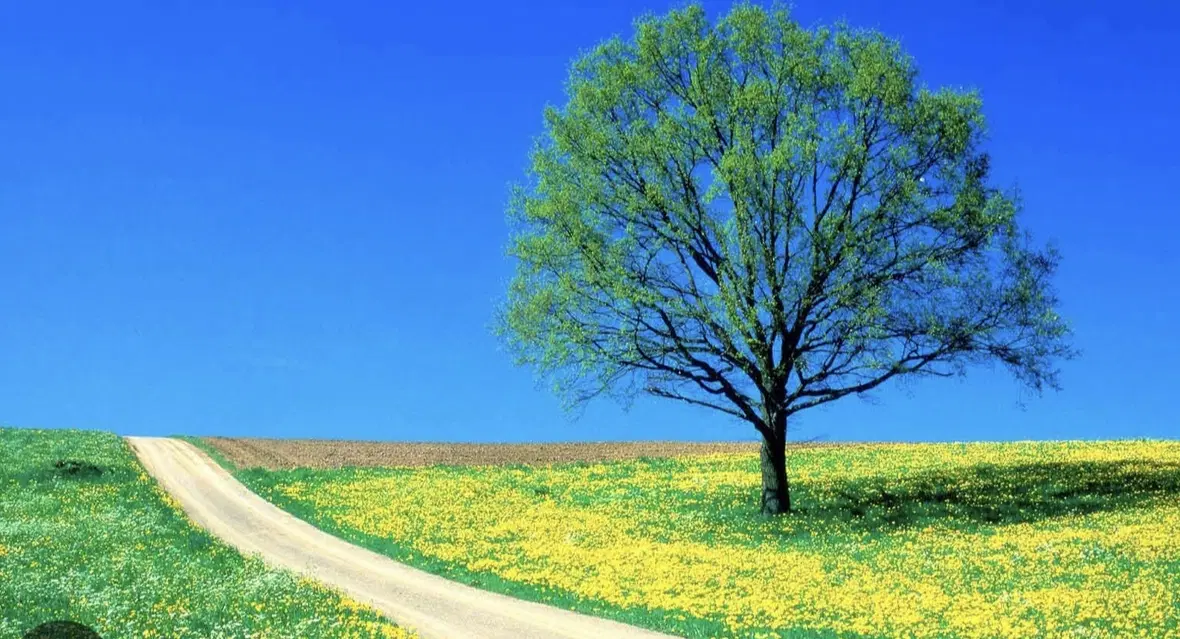 زمین کشاورزی
