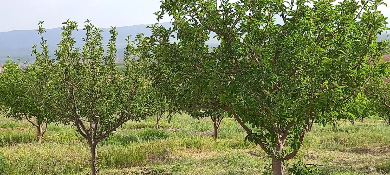 باغ قطره ای