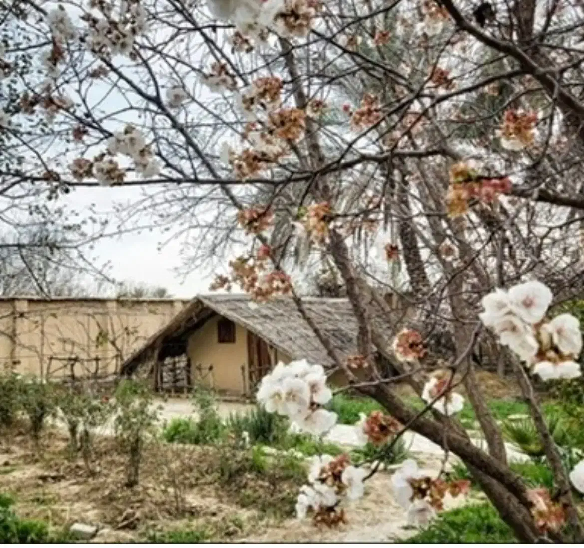 فروش همکف نقلی