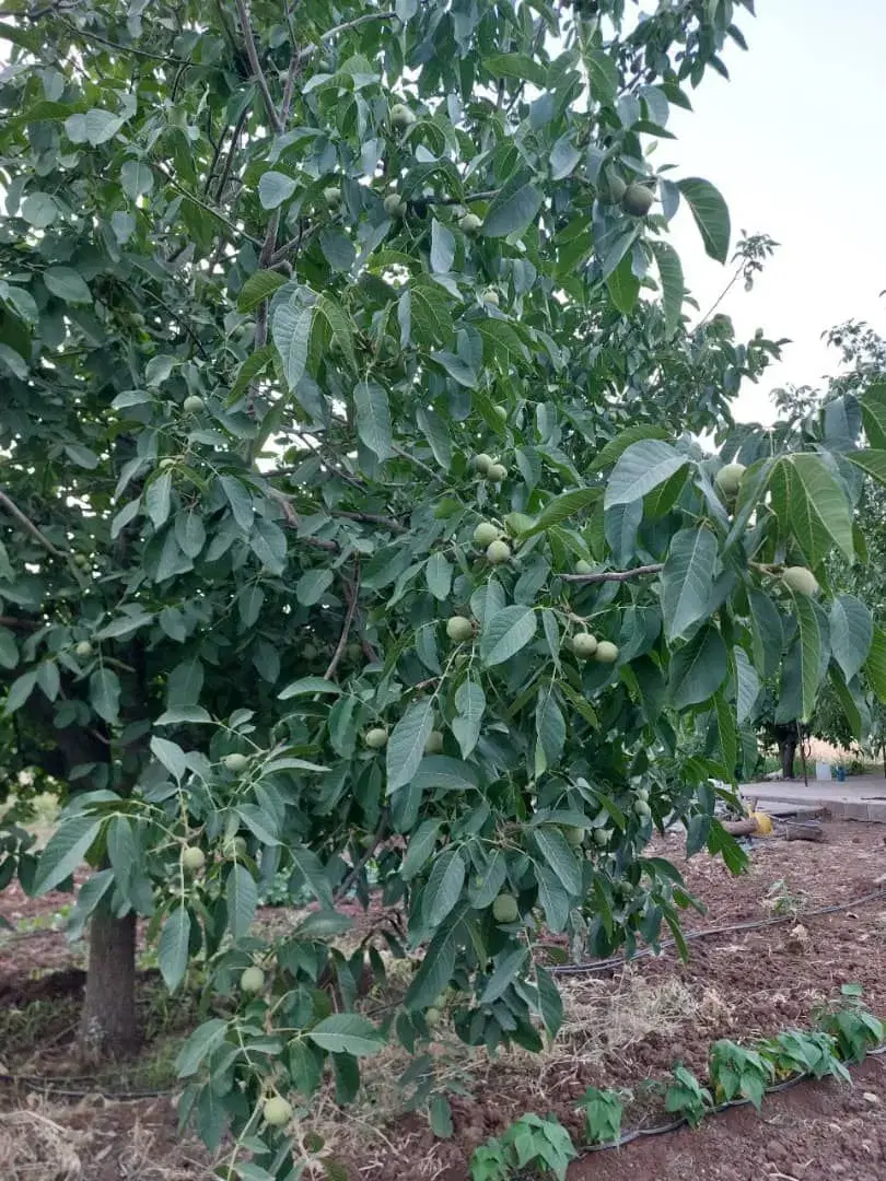 باغ جاده امامزاده کوه قابل معاوضه با خودرو