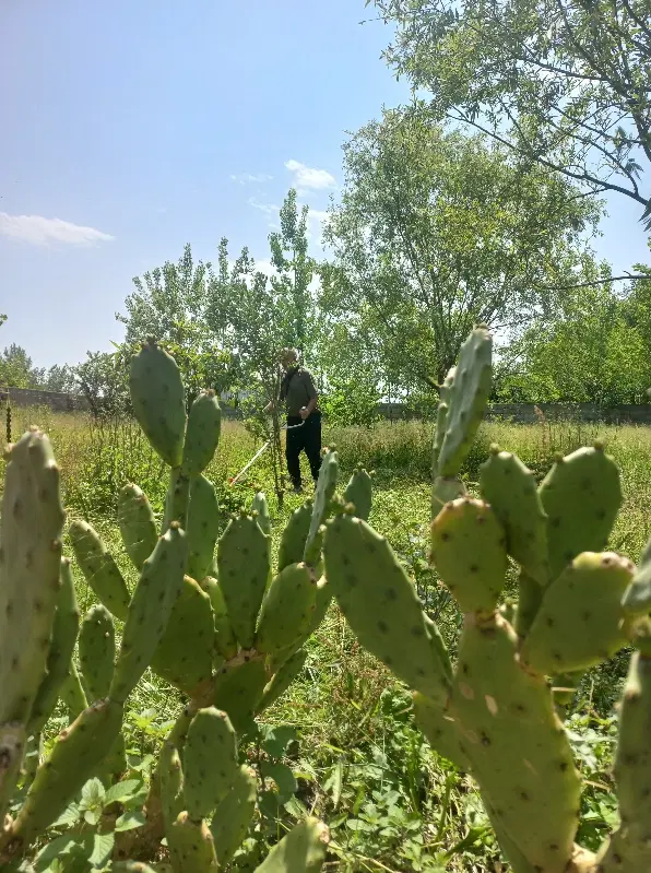 خونه باغ قدیمی سمته انزلی