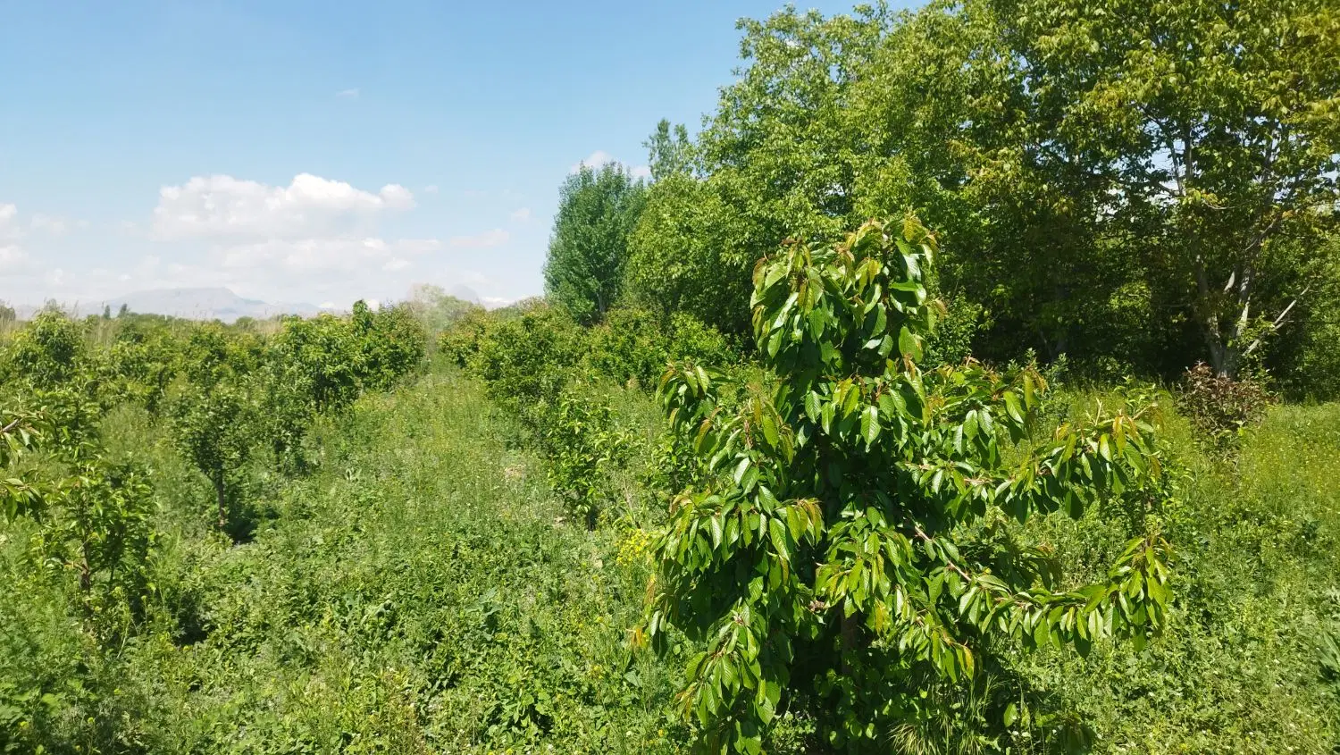 فروش باغ الوان در عربلوی دره