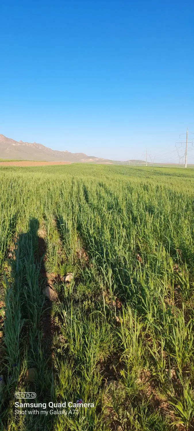 زمین کشاورزی