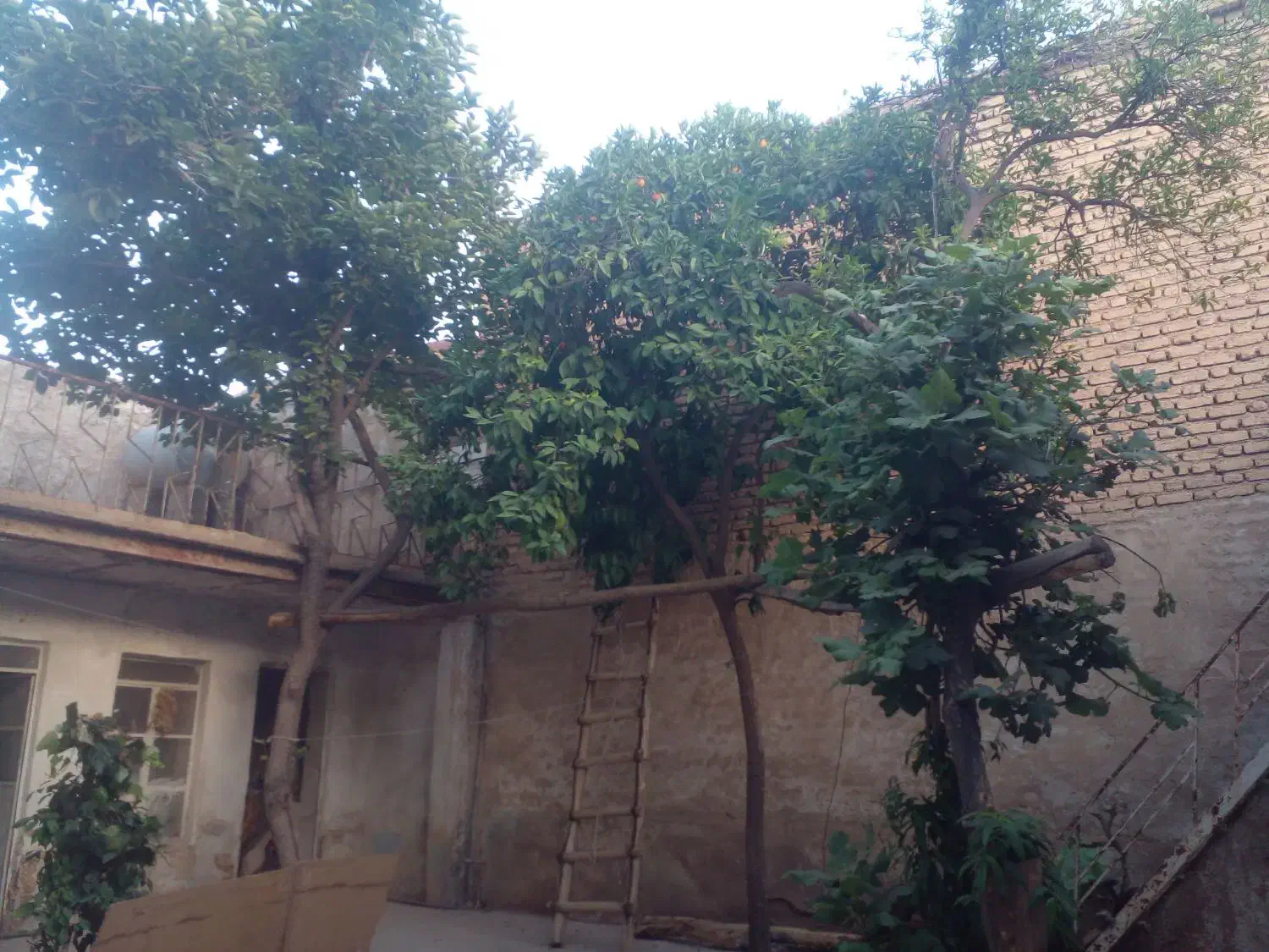 فروش  کلنگی