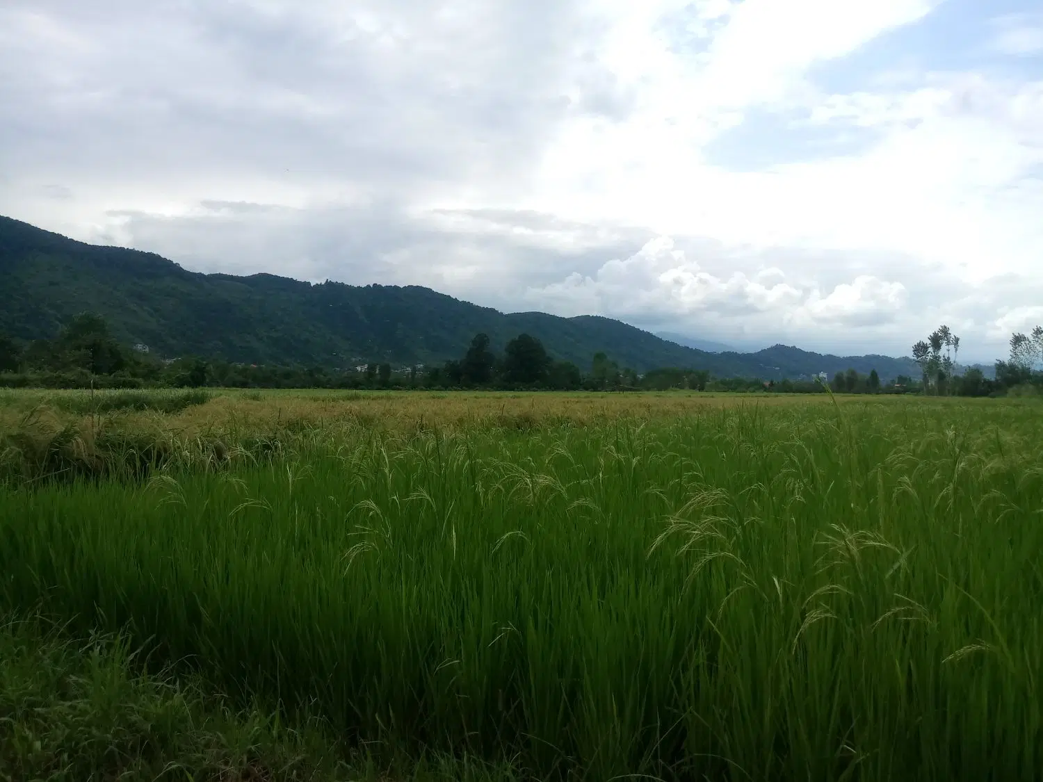692متر زمین کشاورزی شهید اباد روستای شریج خیل