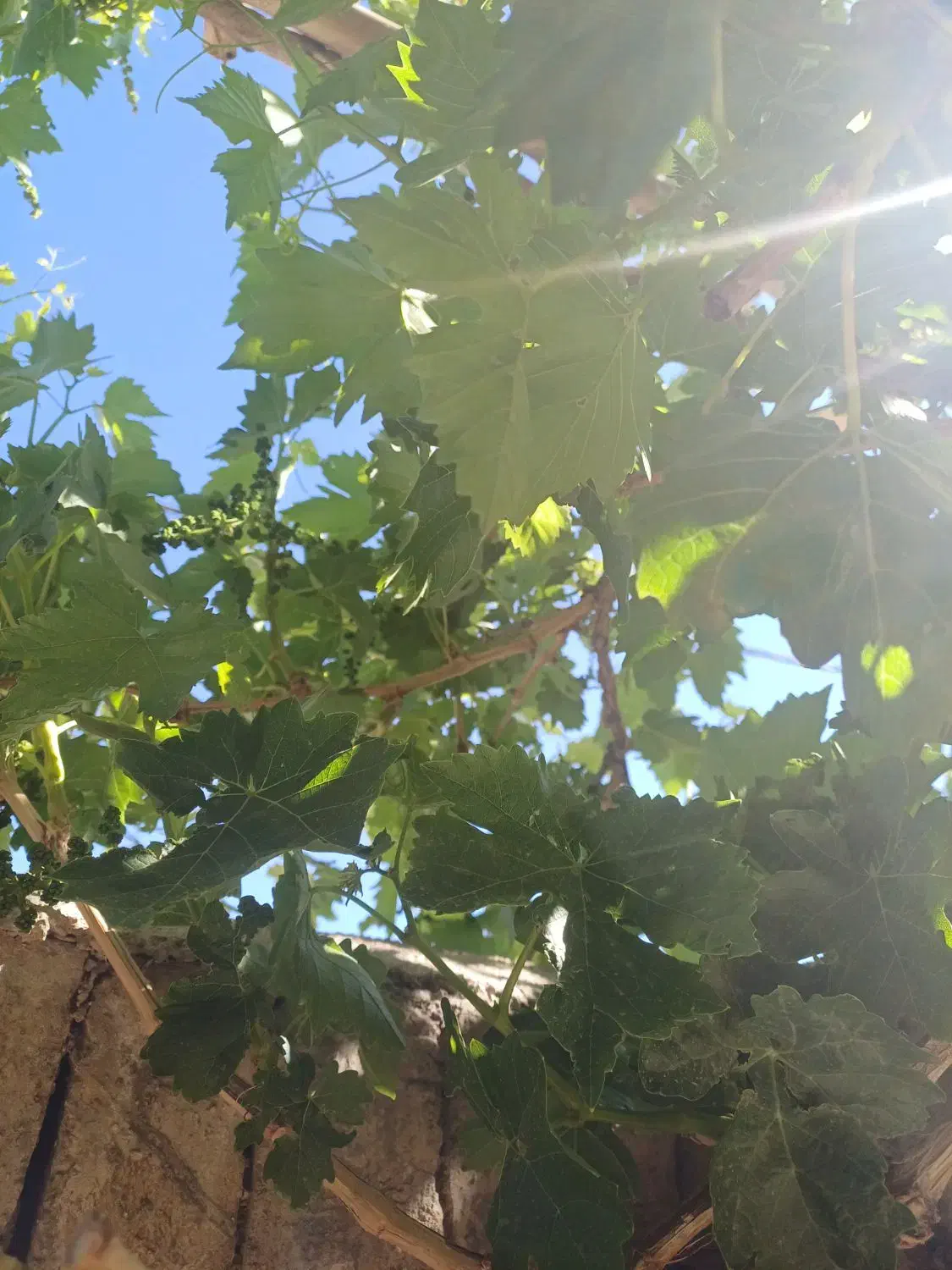 دو جریب باغ انگوری