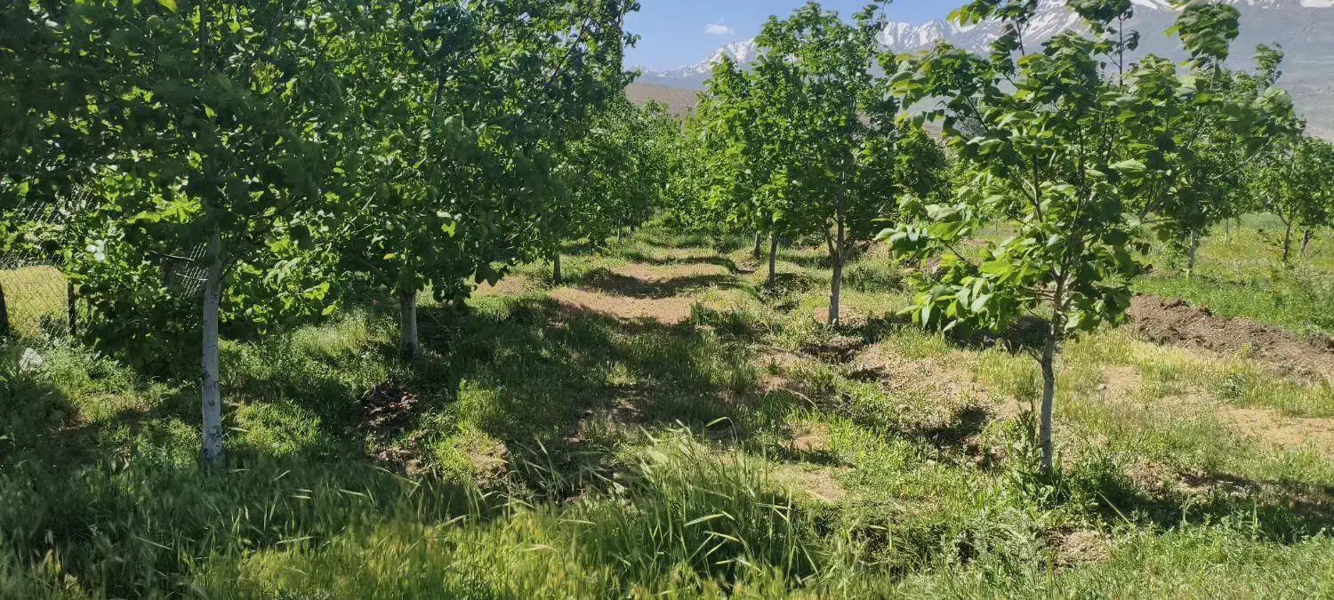باغ در بین روستای زیبای دربند و محمود آباد