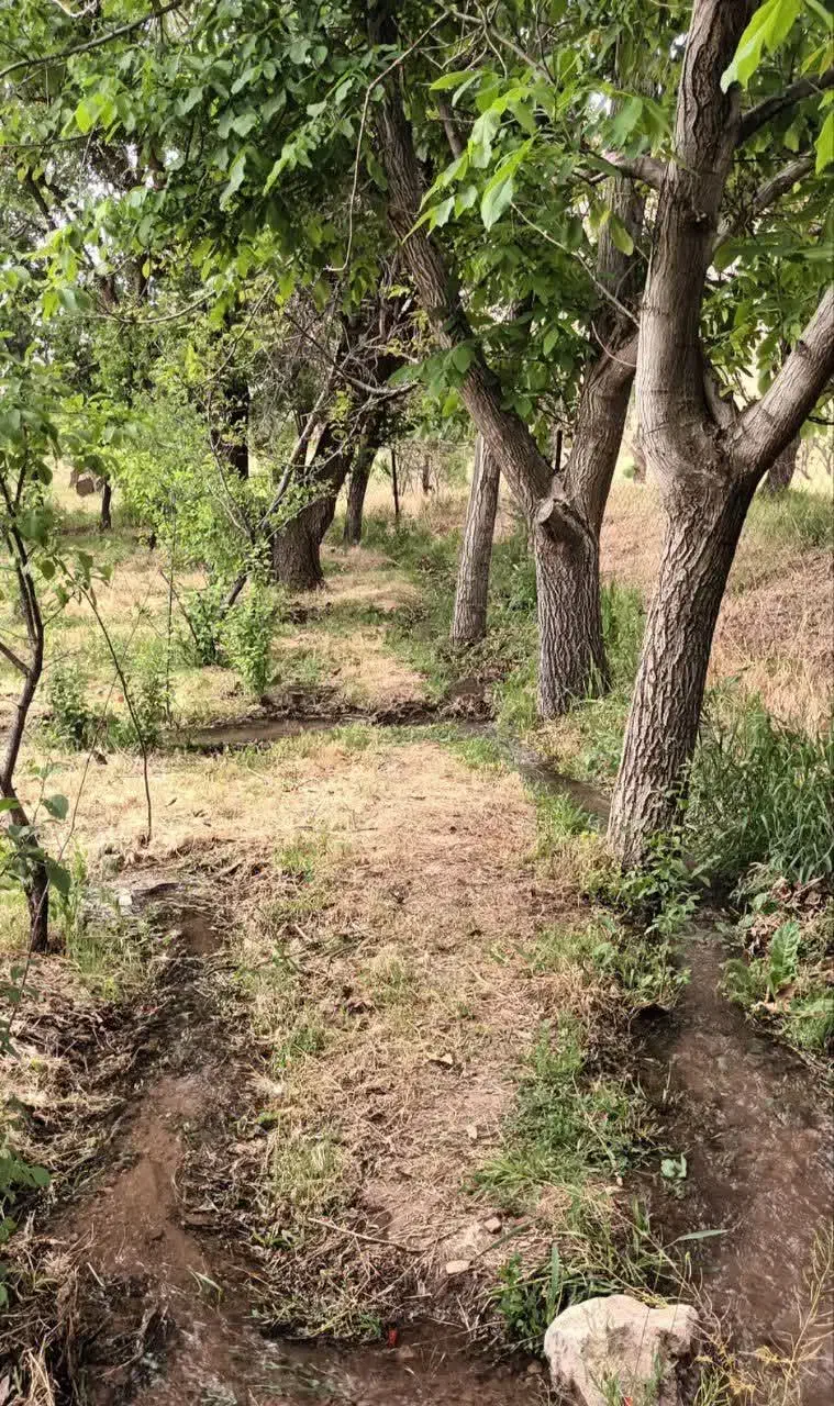 باغچه