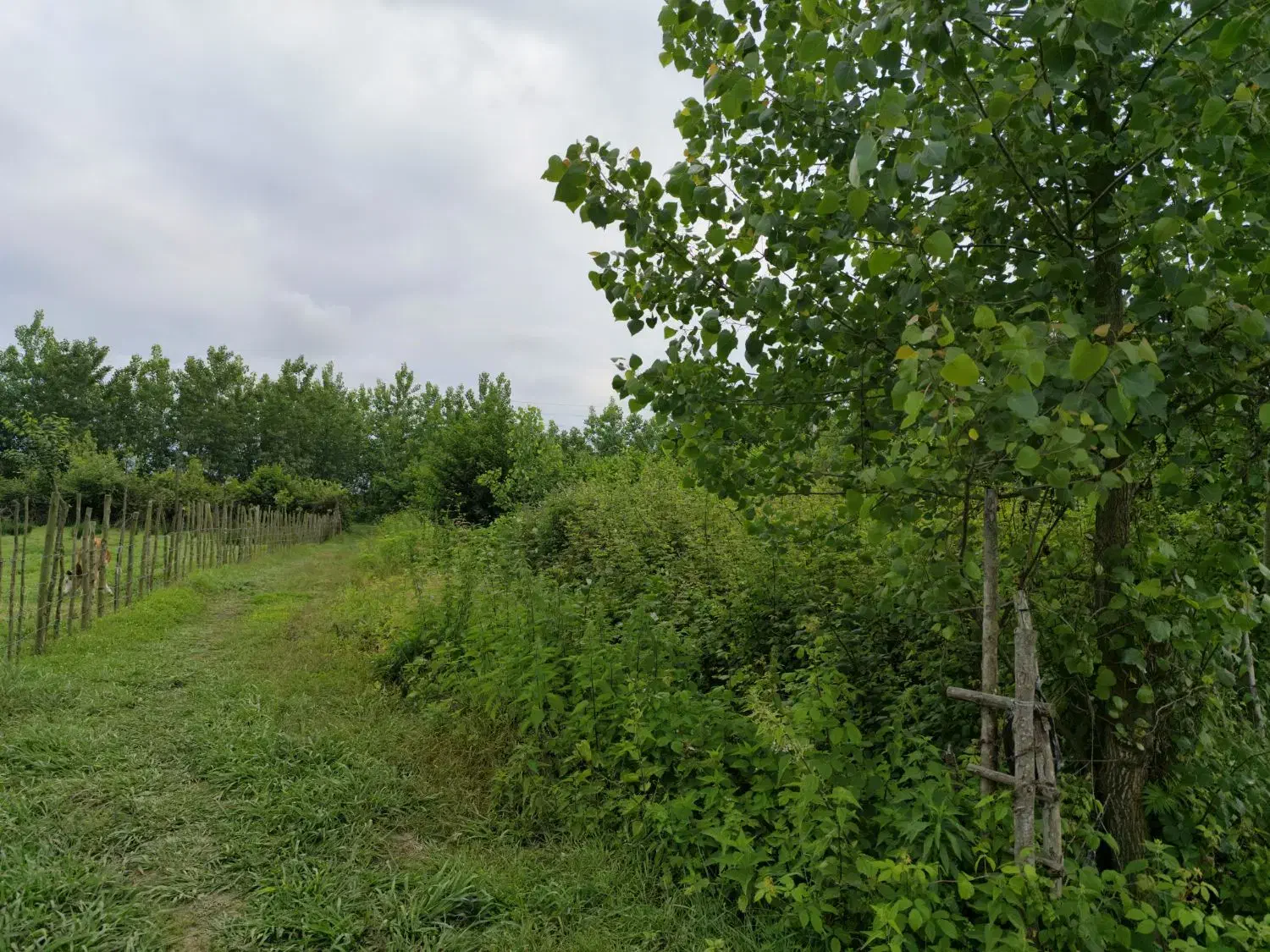 زمین باغی