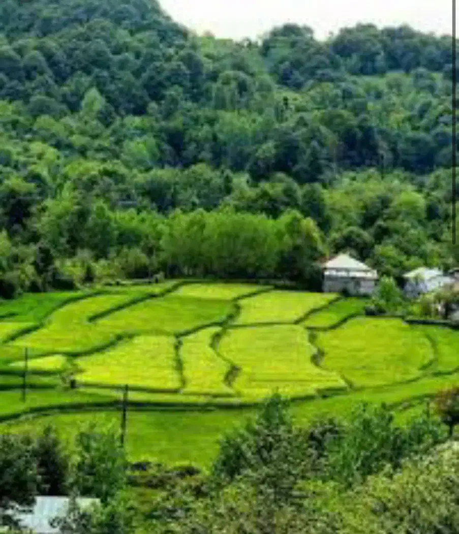 شالیزار