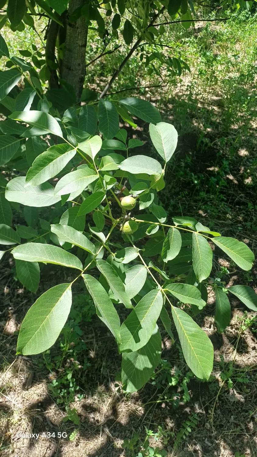 باغ میوه