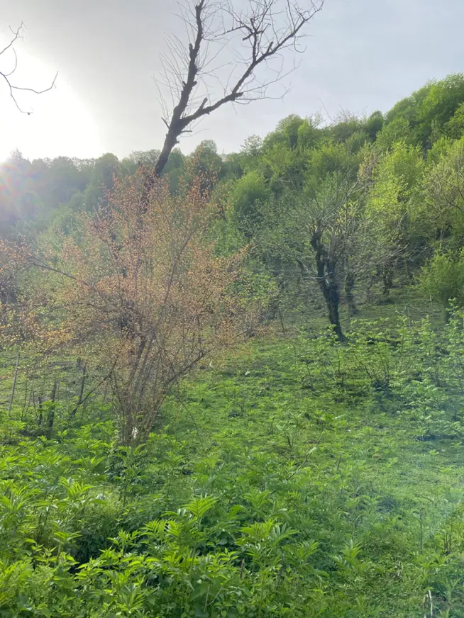 فروش زمین
