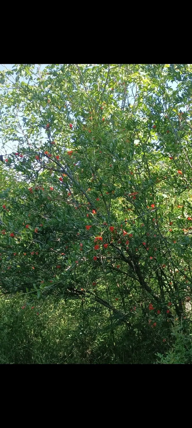زمین باغ ویلا