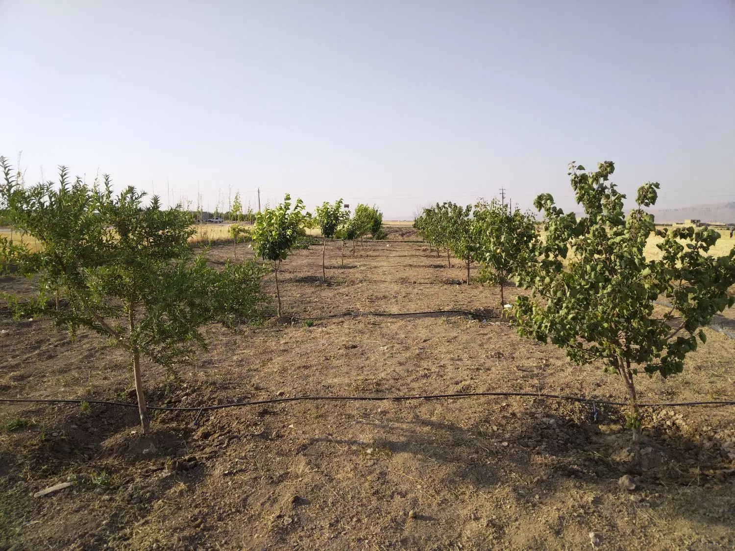 باغ و زمین کشاورزی