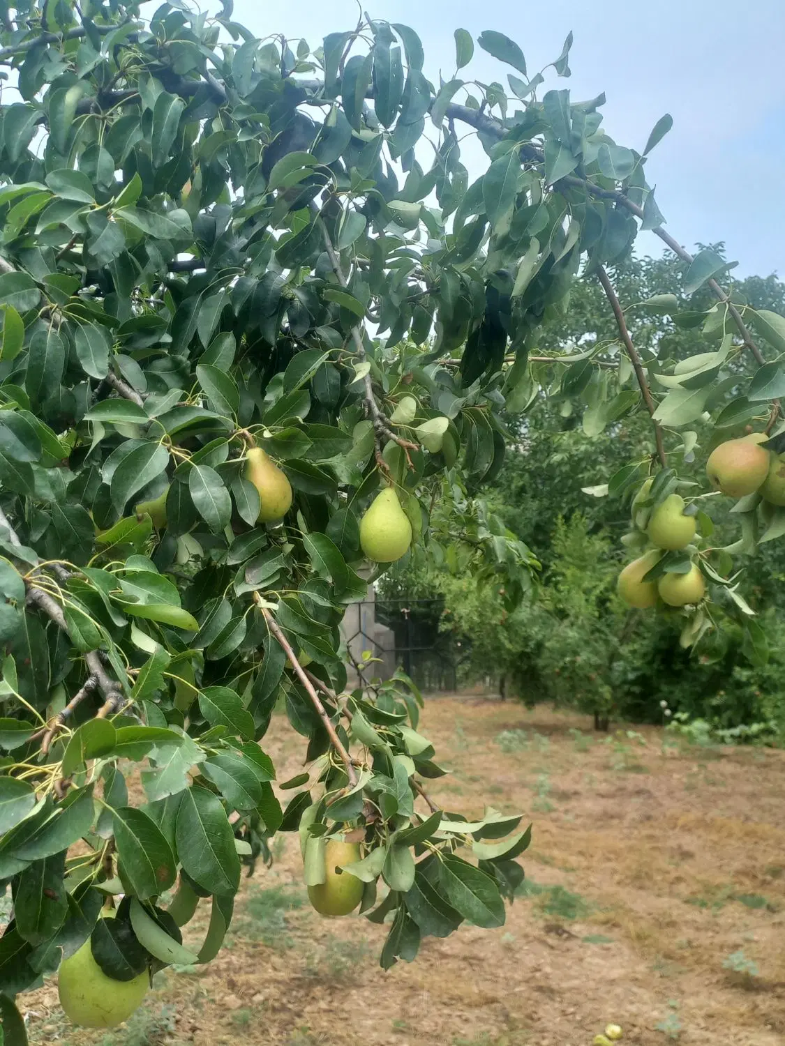 زمین باغی روستای نومل