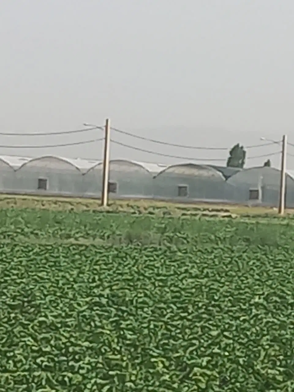 زمین کشاورزی