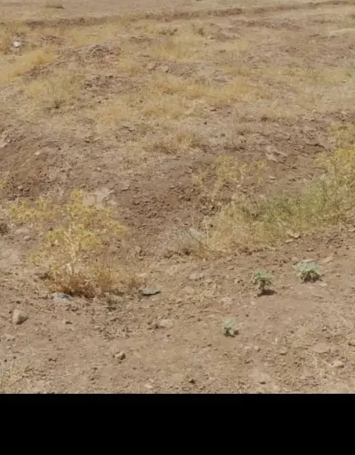 زمین مسکونی 250متری میدان نماز
