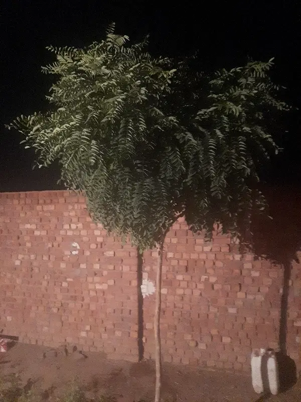 زمین ملک حمیداباد