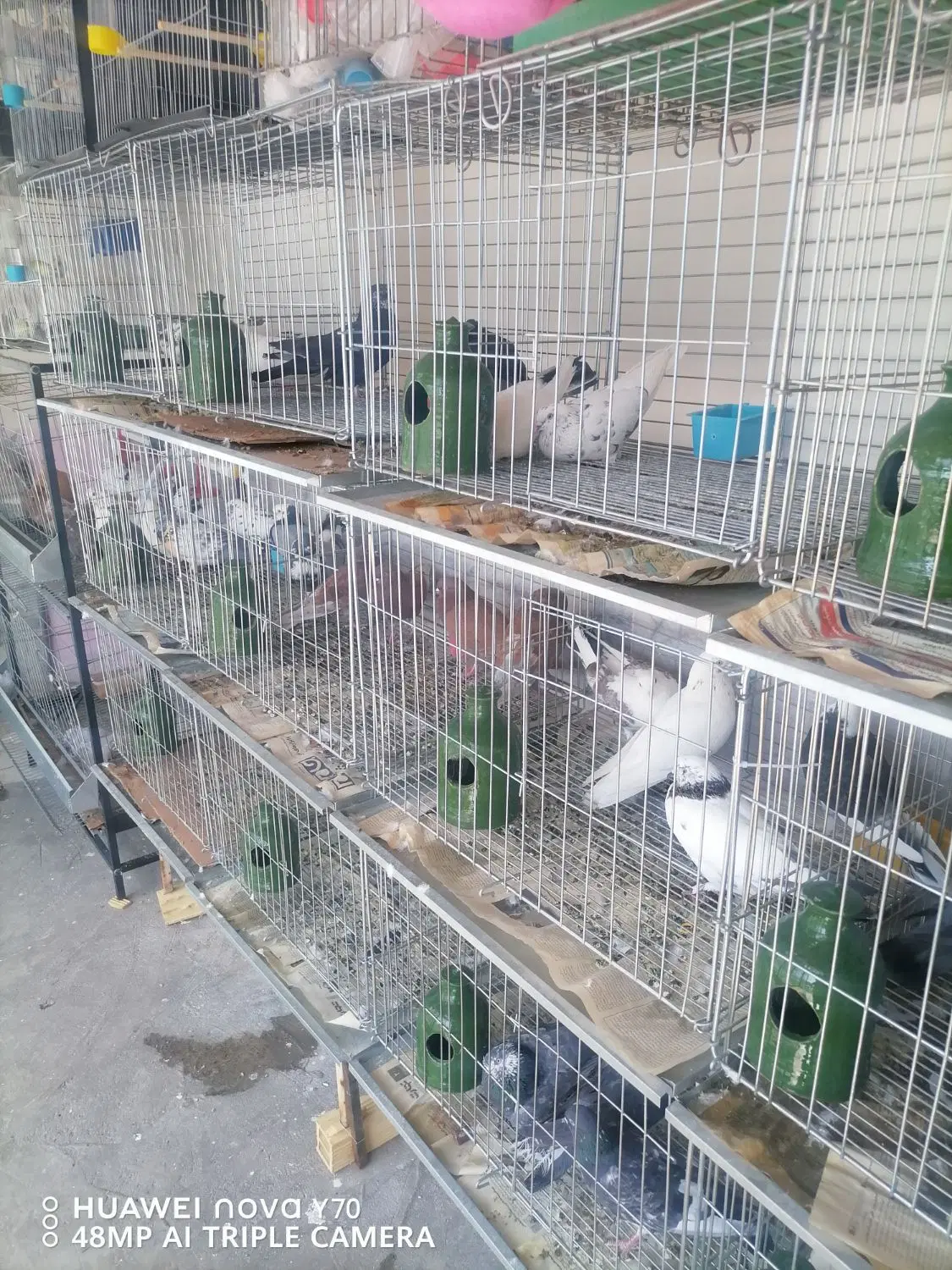 واگذاری مغازه پرنده
