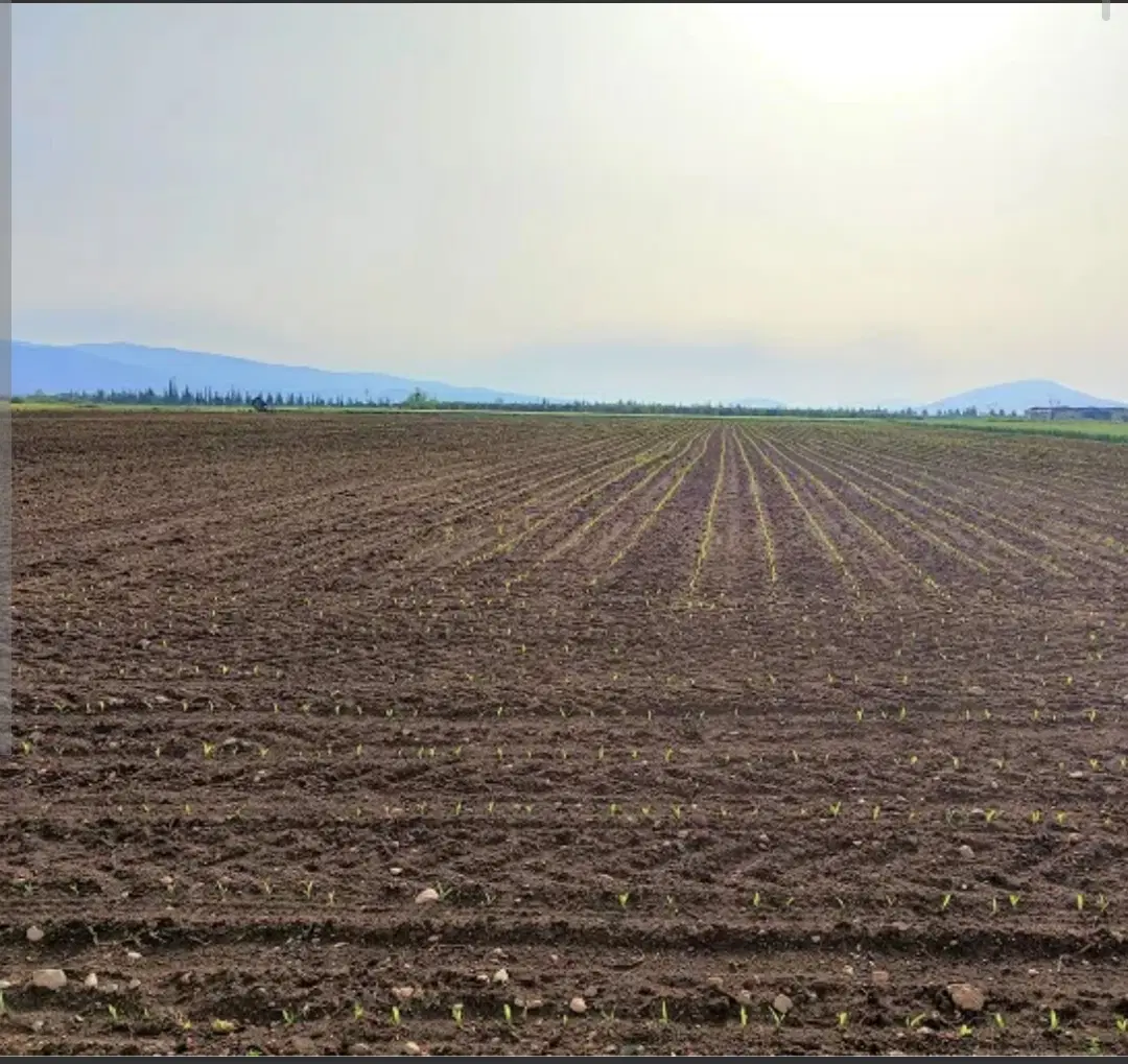 زمین کشاورزی