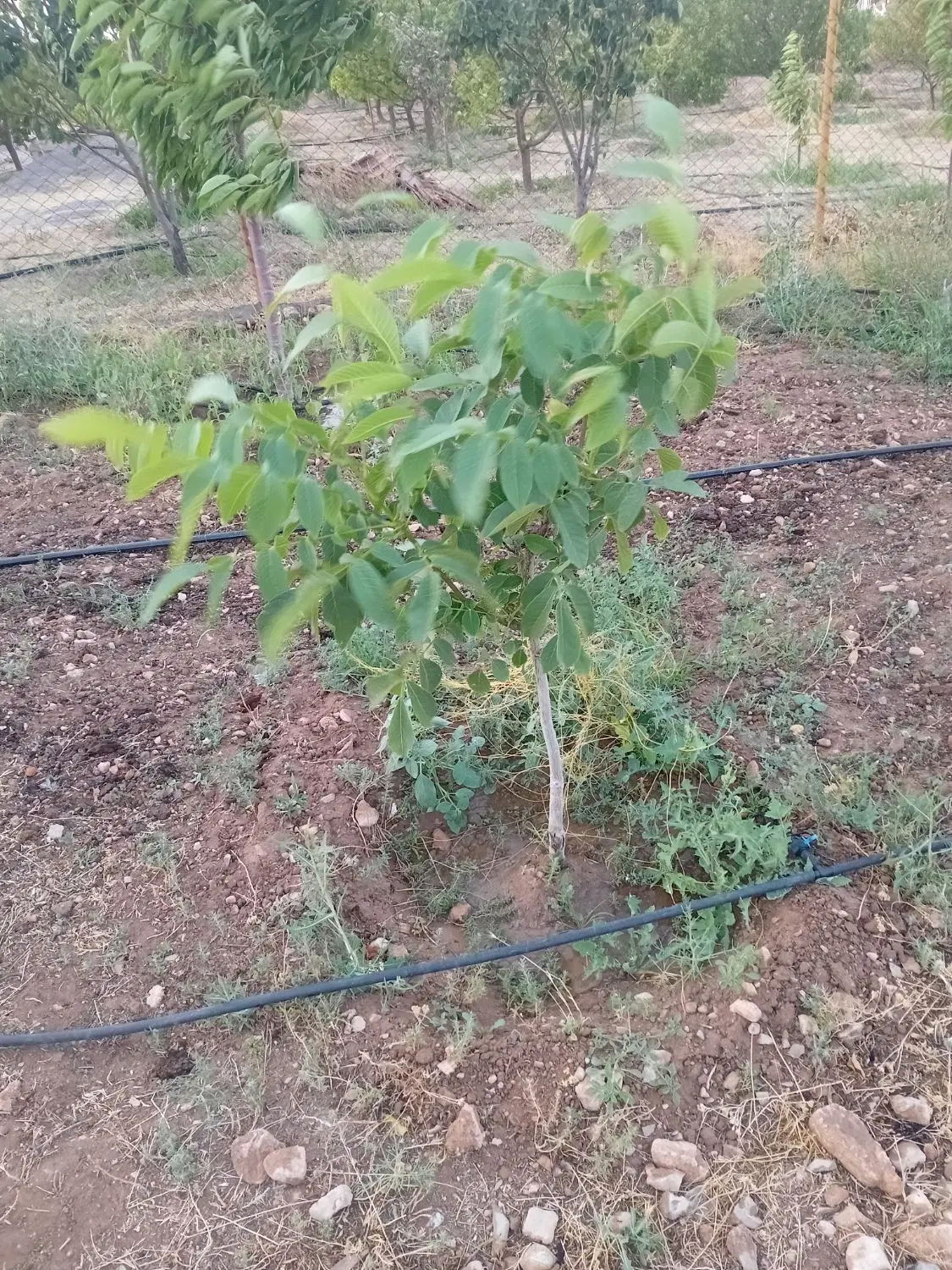 معاوضه باغ با مسکن ملی