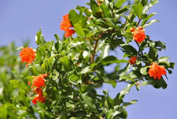 باغچه
