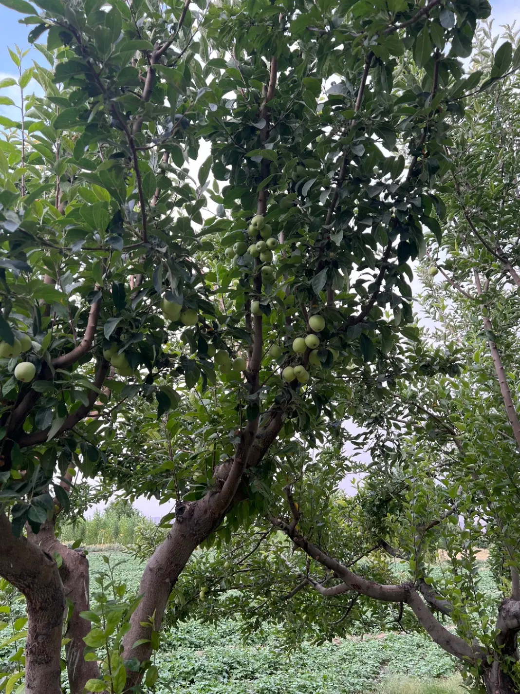 باغ و زمین
