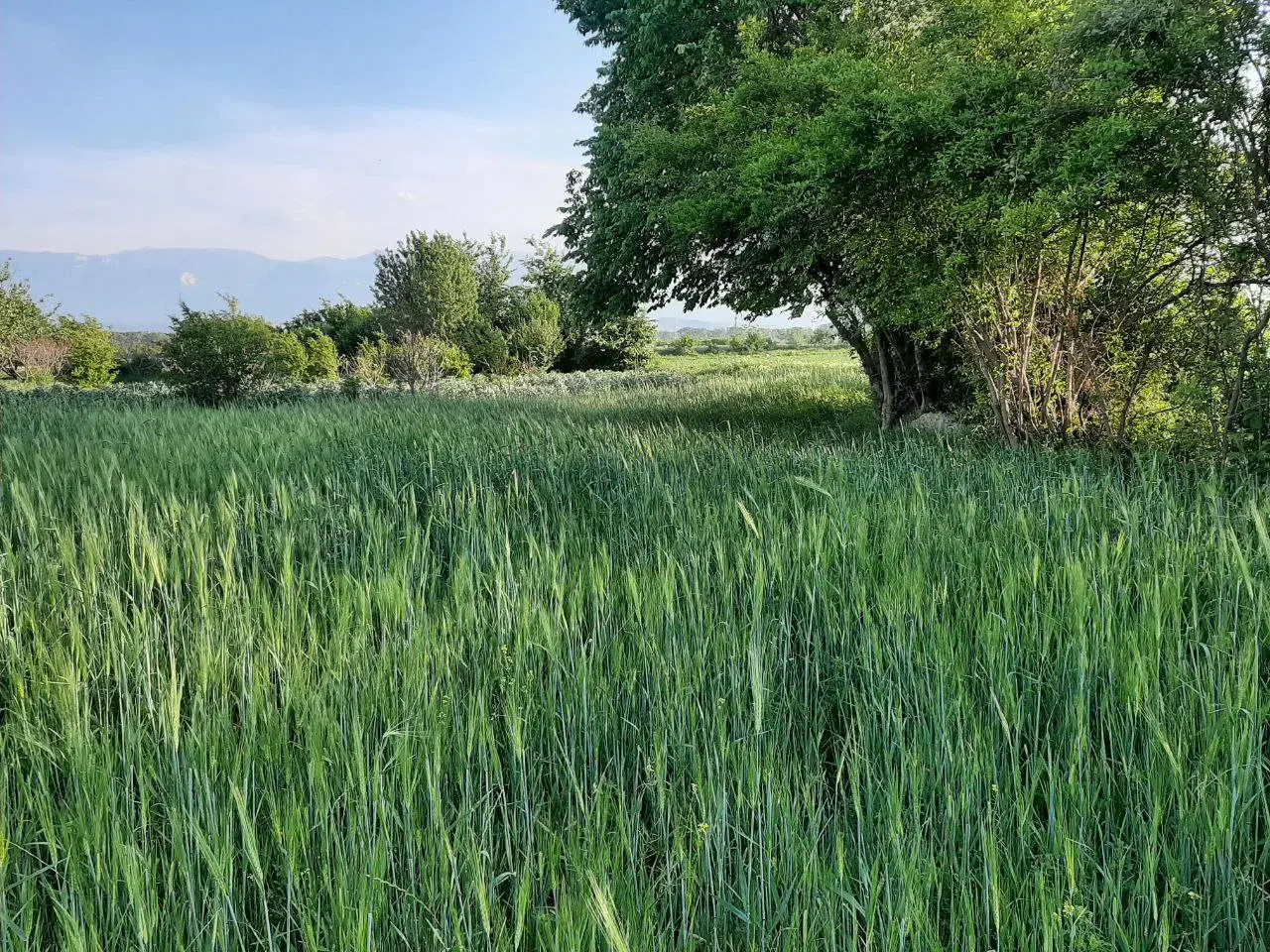زمین فروشی