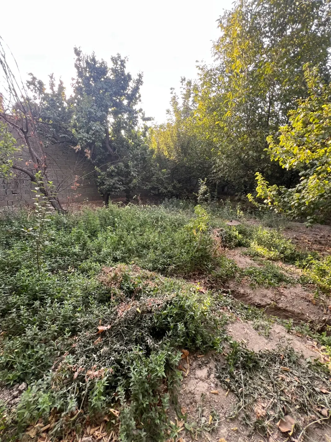 فروش باغ