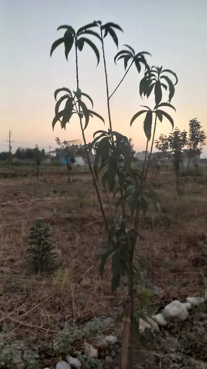فروش زمین