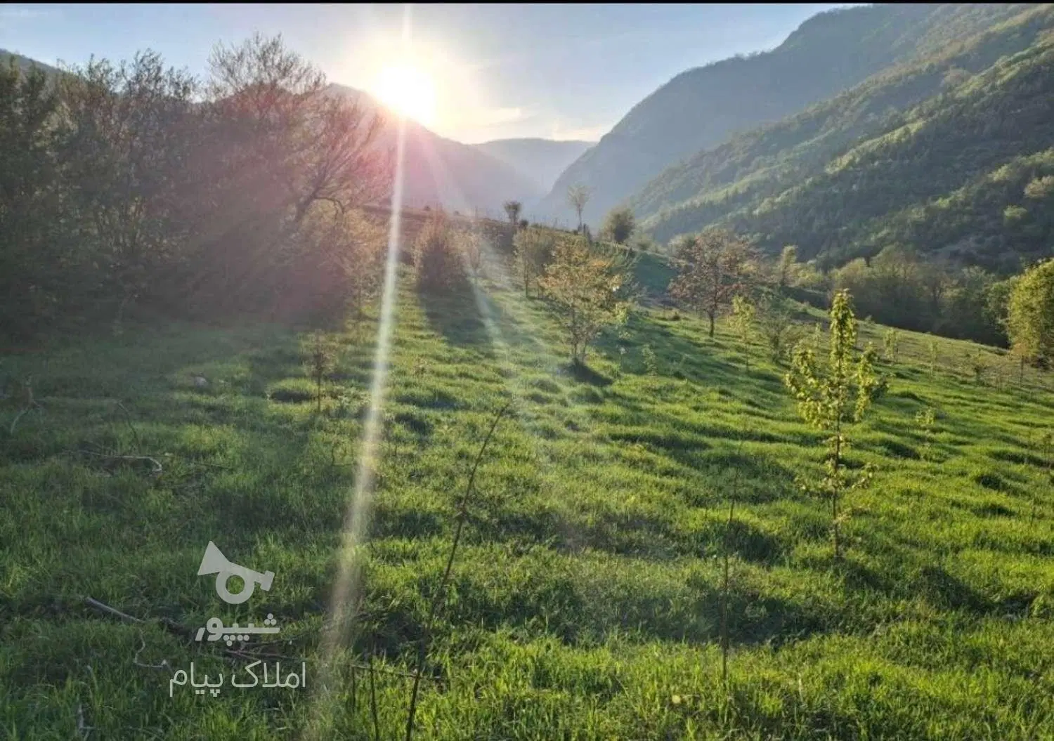 زمین
