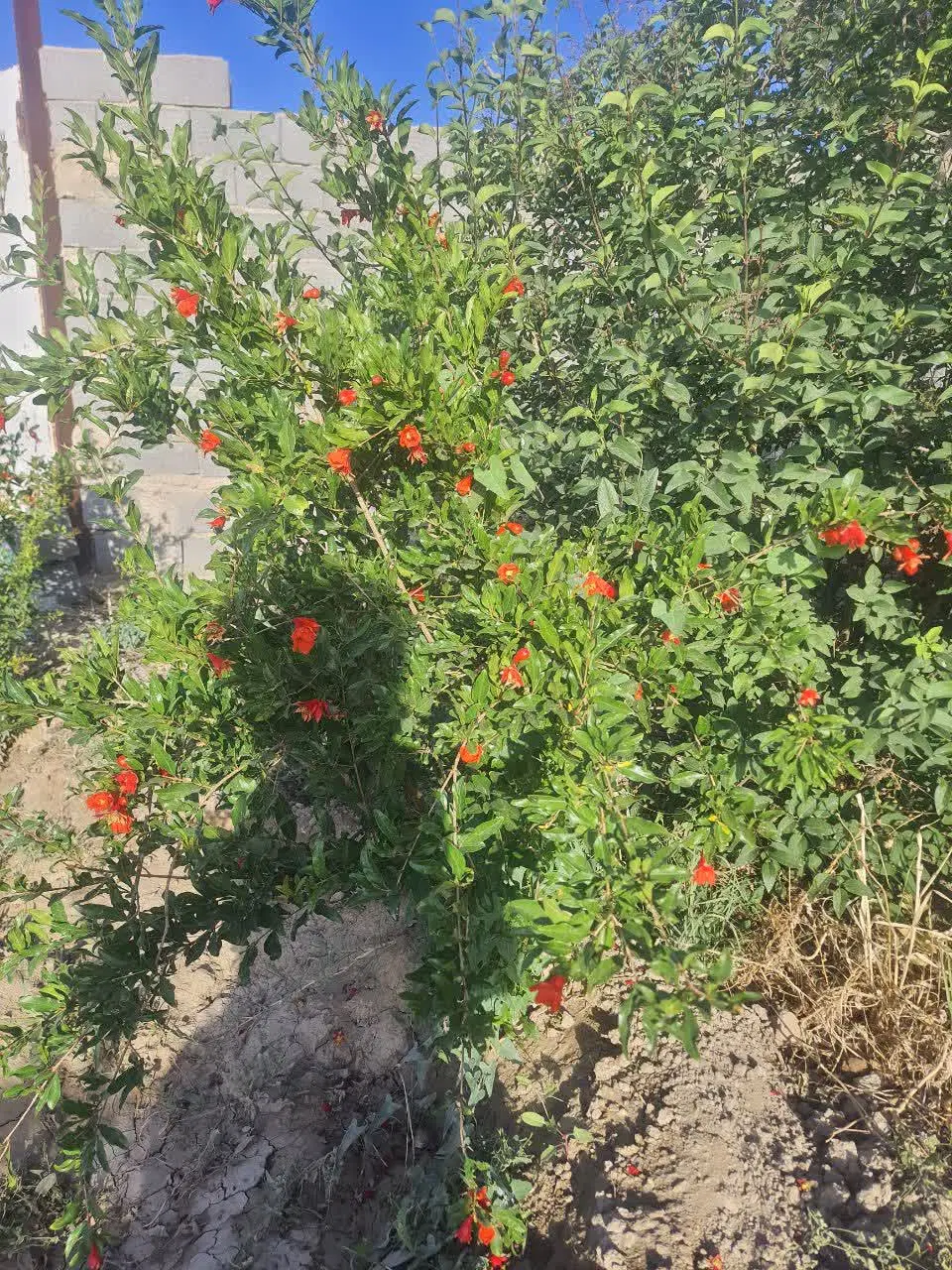 باغ چهار دیواری با درخت و مجوز دیوار