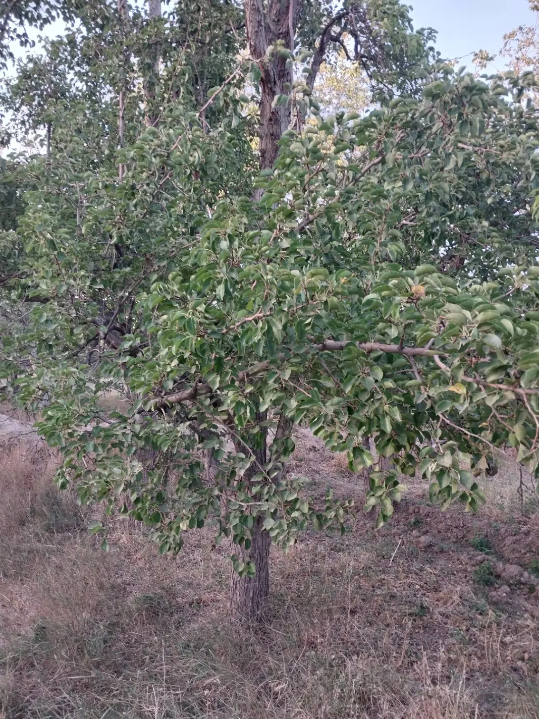 باغ خلجستان